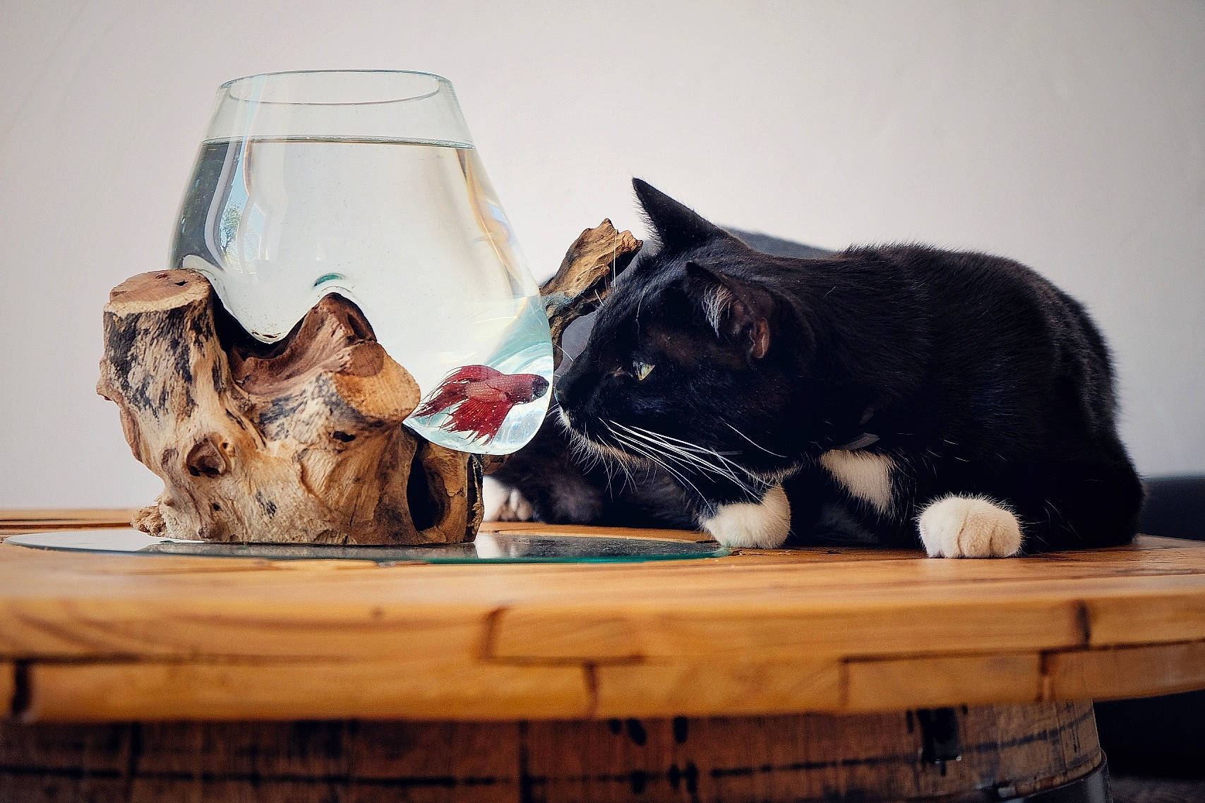 Mbappé participe au concours pour gagner de l'argent avec cette photo : bag, black_cat, carnivore, cat, cat_supply, comfort, domestic_short_haired_cat, drinkware, felidae, glass_bottle, lamp, pet_supply, room, serveware, small_to_medium_sized_cats, table, tableware, tail, whiskers, wood