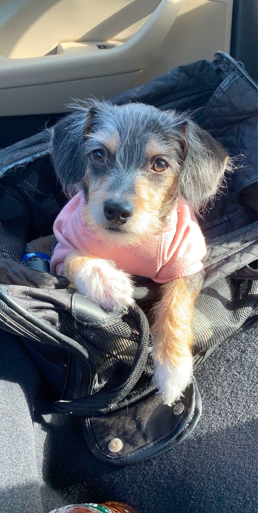 Mia joined the competition — help win amazing prizes! ball, canidae, carnivore, companion_dog, dog, dog_breed, dog_clothes, dog_supply, fawn, fur, hat, puppy, small_terrier, snout, sporting_group, terrier, toy_dog, whiskers, working_animal, working_dog