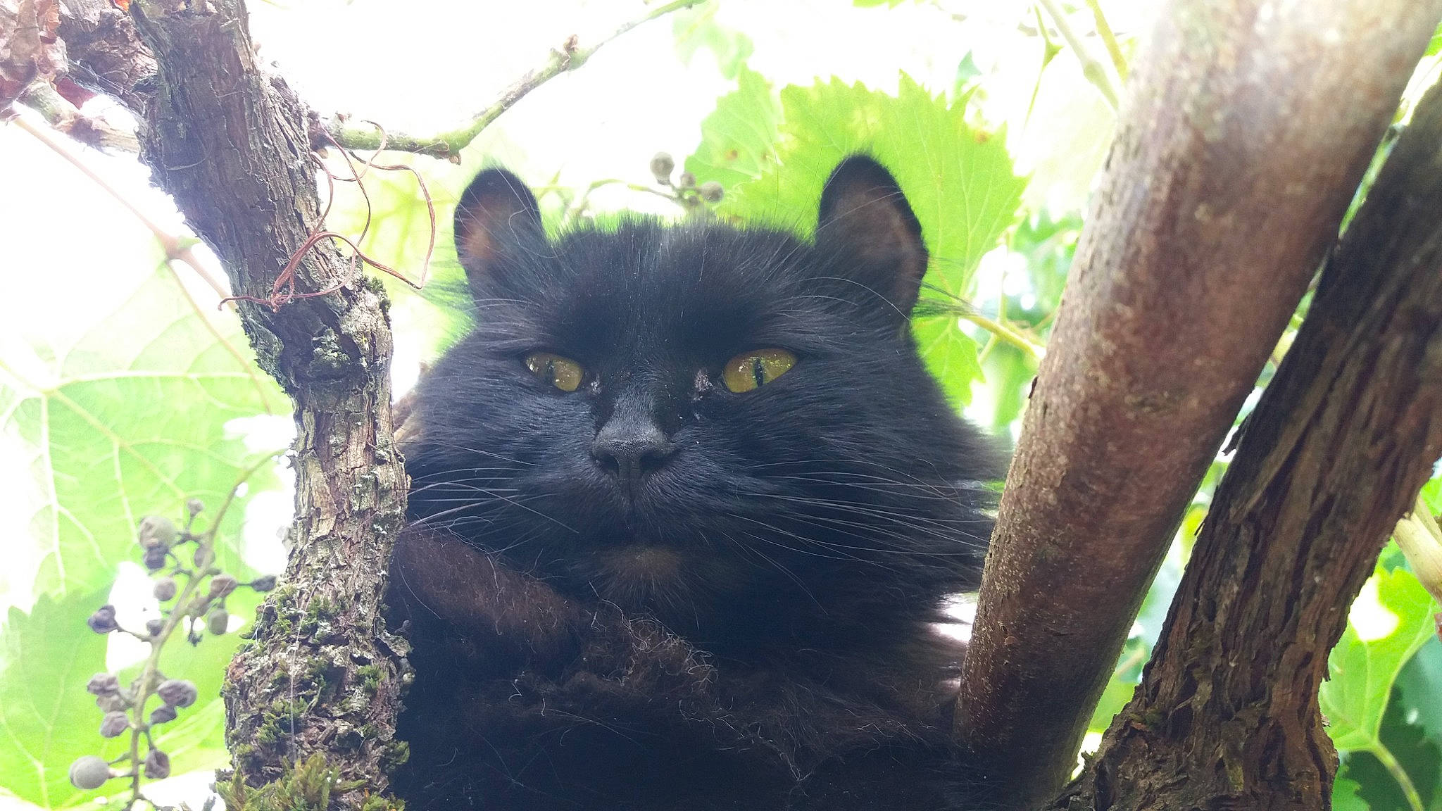 Lully a rejoint le concours — aidez-le/la à gagner de superbes lots ! black_cat, carnivore, cat, chartreux, domestic_short_haired_cat, felidae, forest, fur, grass, plant, small_to_medium_sized_cats, snout, tail, terrestrial_animal, tree, trunk, twig, whiskers, wildlife, wood