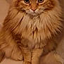 cat, orange_cat, fluffy, feline, pet, indoor, close_up, sitting, looking, ears, whiskers, paws, fur, cute, animal, domestic_cat, mammal, portrait, eyes, face