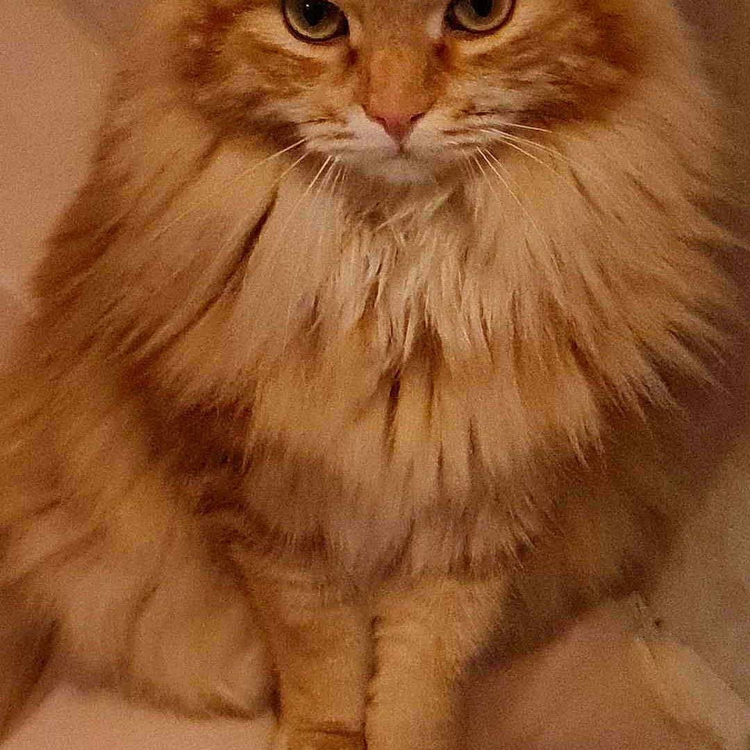 Filou participe au concours pour gagner de l'argent avec cette photo : animal, cat, close_up, cute, domestic_cat, ears, eyes, face, feline, fluffy, fur, indoor, looking, mammal, orange_cat, paws, pet, portrait, sitting, whiskers