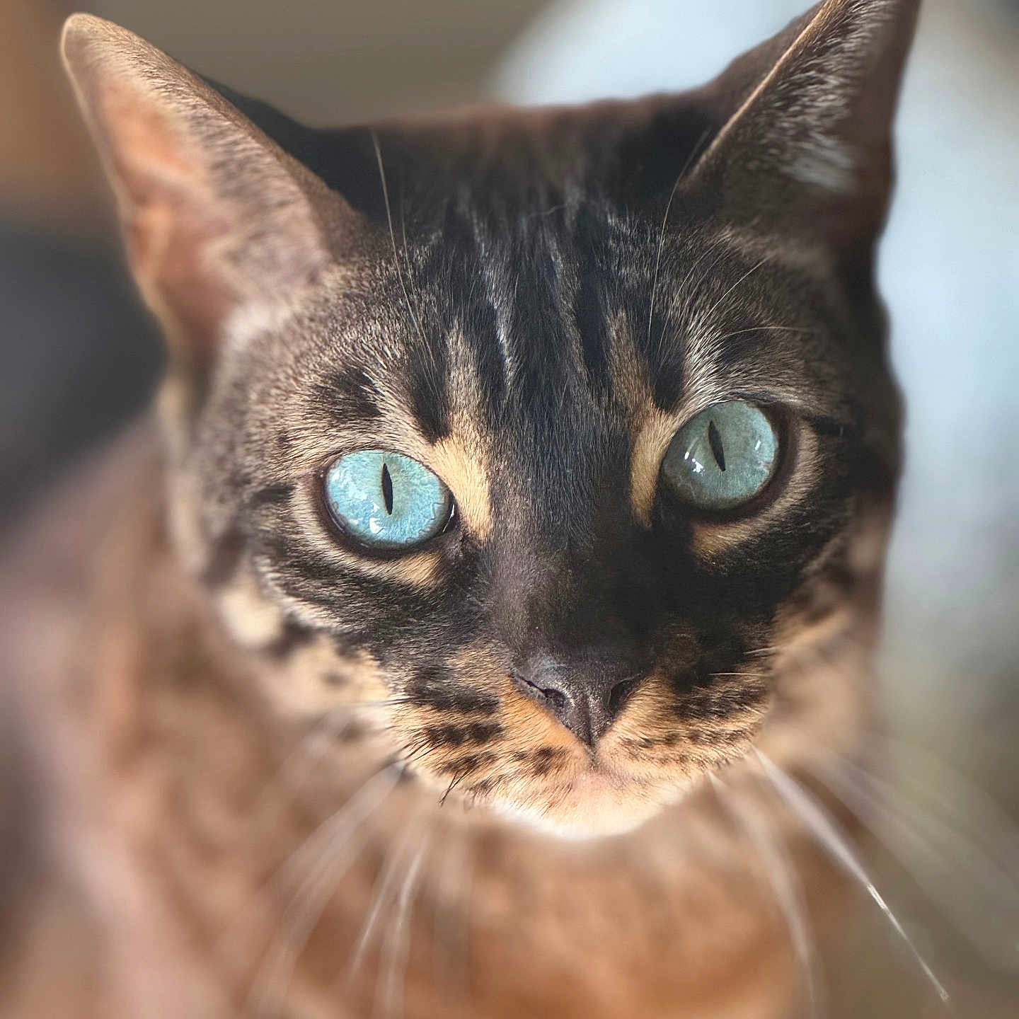 Qenaï a rejoint le concours — aidez-le/la à gagner de superbes lots ! abyssinian, angora, animal, cat, egyptiancat, kitten, manx, pet, siamese