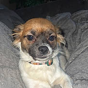 Tator Tot is registered to the contest to win money with this photo: dog, small_dog, chihuahua_mix, pet, blanket, bedding, collar, paws, fur, face, muzzle, indoors, cozy, portrait, flash_photo, christmas_tree, holiday, relaxing, couch, whiskers