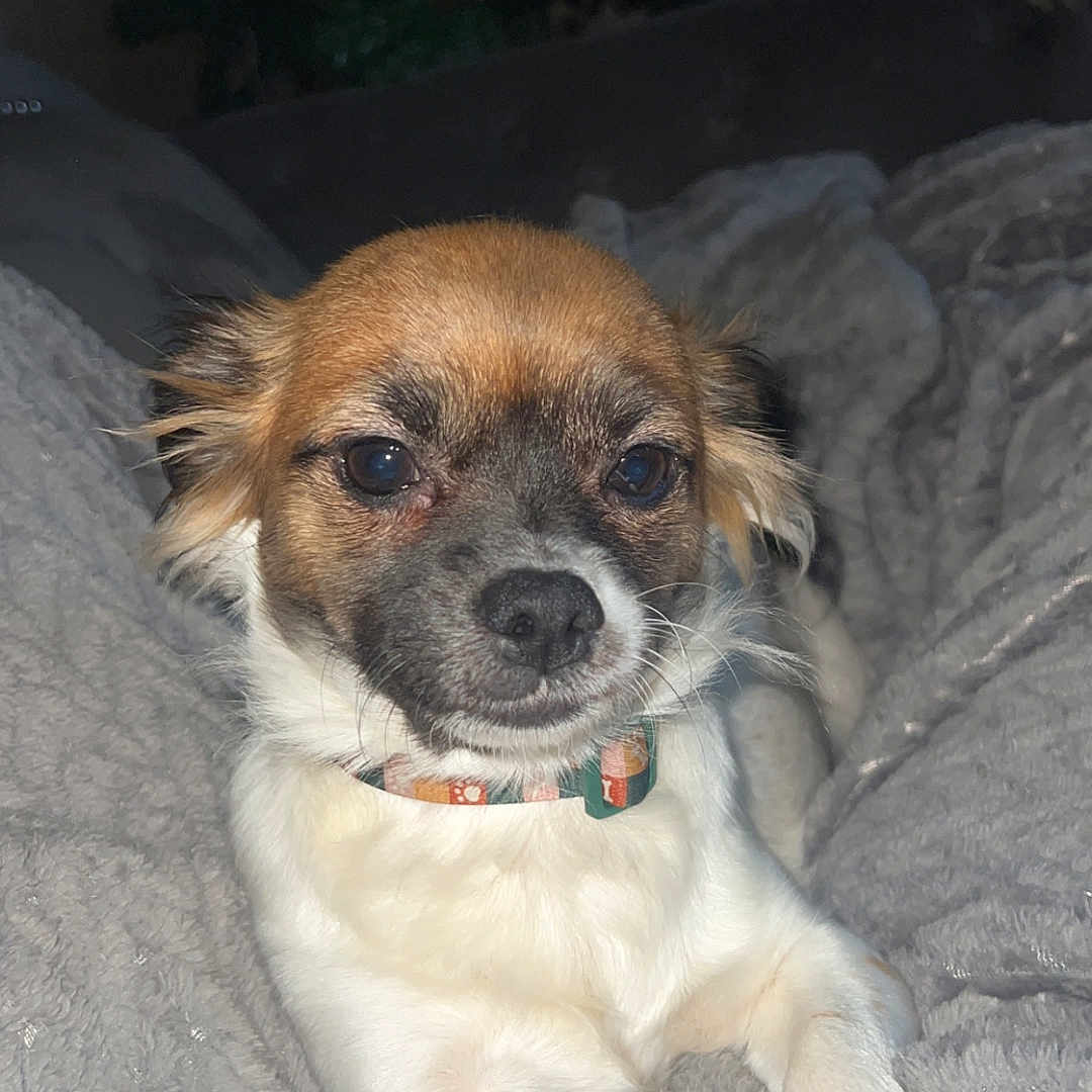 Tator Tot is registered to the contest to win money with this photo: bedding, blanket, chihuahua_mix, christmas_tree, collar, couch, cozy, dog, face, flash_photo, fur, holiday, indoors, muzzle, paws, pet, portrait, relaxing, small_dog, whiskers