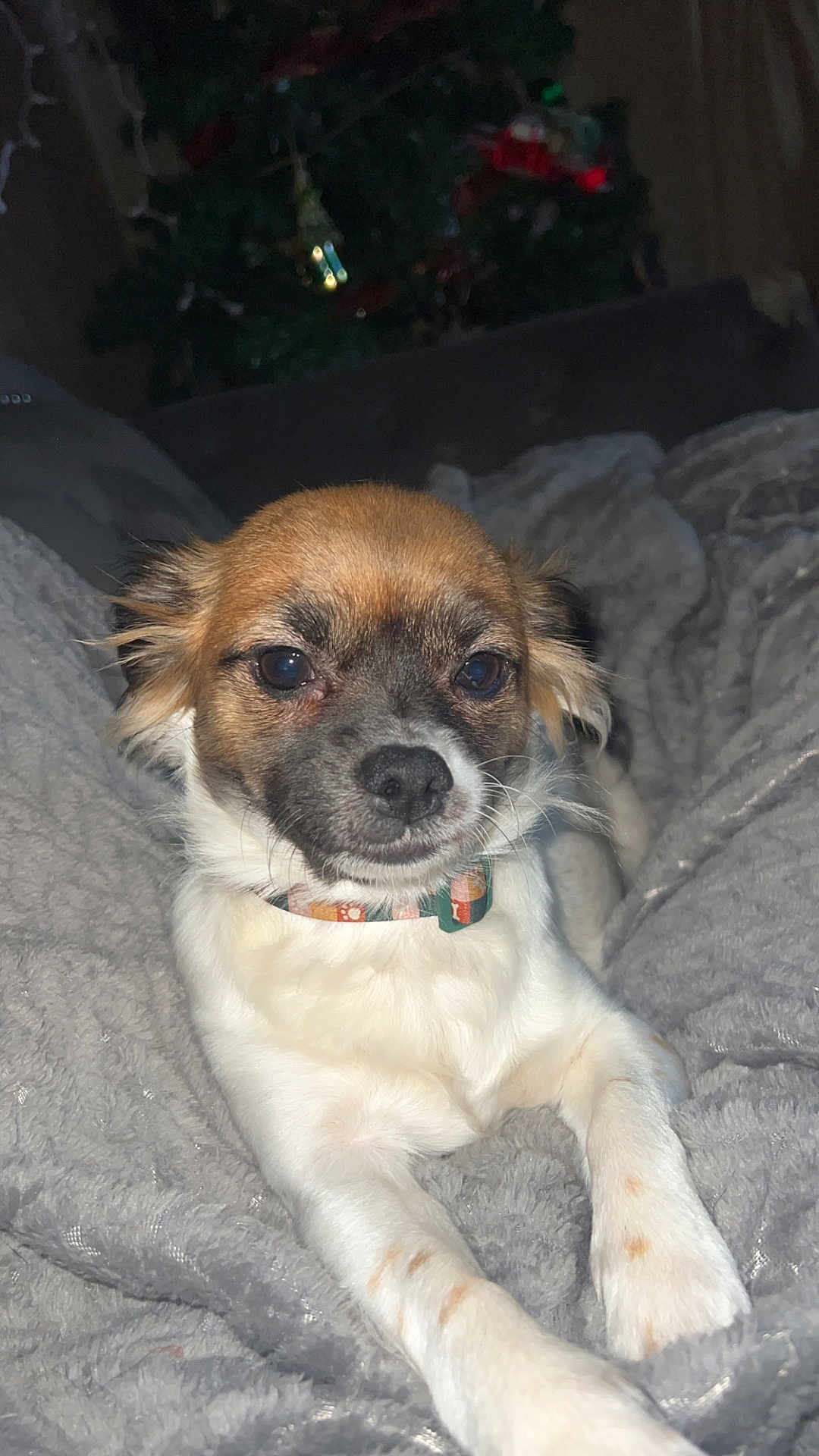 Tator Tot is registered to the contest to win money with this photo: dog, small_dog, chihuahua_mix, pet, blanket, bedding, collar, paws, fur, face, muzzle, indoors, cozy, portrait, flash_photo, christmas_tree, holiday, relaxing, couch, whiskers