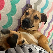 Scooby joined the competition — help win amazing prizes! dog, paw, blanket, patterned_wall, brown_dog, pet, cute, relaxed, lying_down, indoor, cozy, fur, collar, snout, ears, playful, closeup, animal, friendly, canine