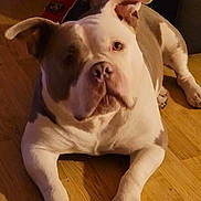 Xena a rejoint le concours — aidez-le/la à gagner de superbes lots ! dog, pitbull, brown_and_white, indoor, wooden_floor, pet, canine, animal, laying_down, ears, paw, curious, looking_at_camera, relaxed, domestic, companion, portrait, warm_lighting, floor, house