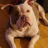 dog, pitbull, brown_and_white, indoor, wooden_floor, pet, canine, animal, laying_down, ears, paw, curious, looking_at_camera, relaxed, domestic, companion, portrait, warm_lighting, floor, house