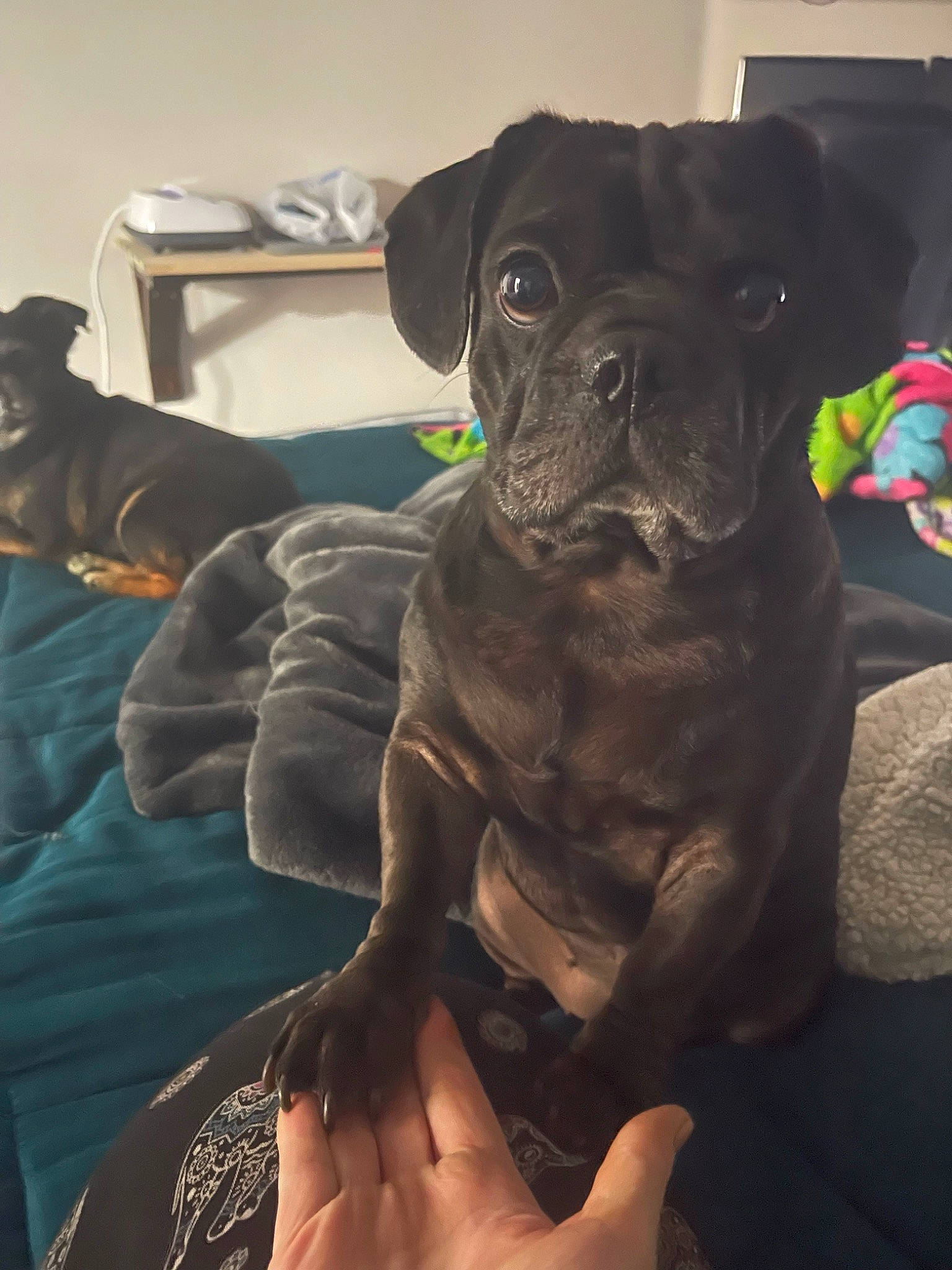 Sadie is registered to the contest to win money with this photo: bulldog, carnivore, comfort, companion_dog, couch, dog, dog_breed, fawn, guard_dog, liver, mammal, molosser, pug, puppy, snout, sporting_group, toy_dog, whiskers, working_animal, wrinkle