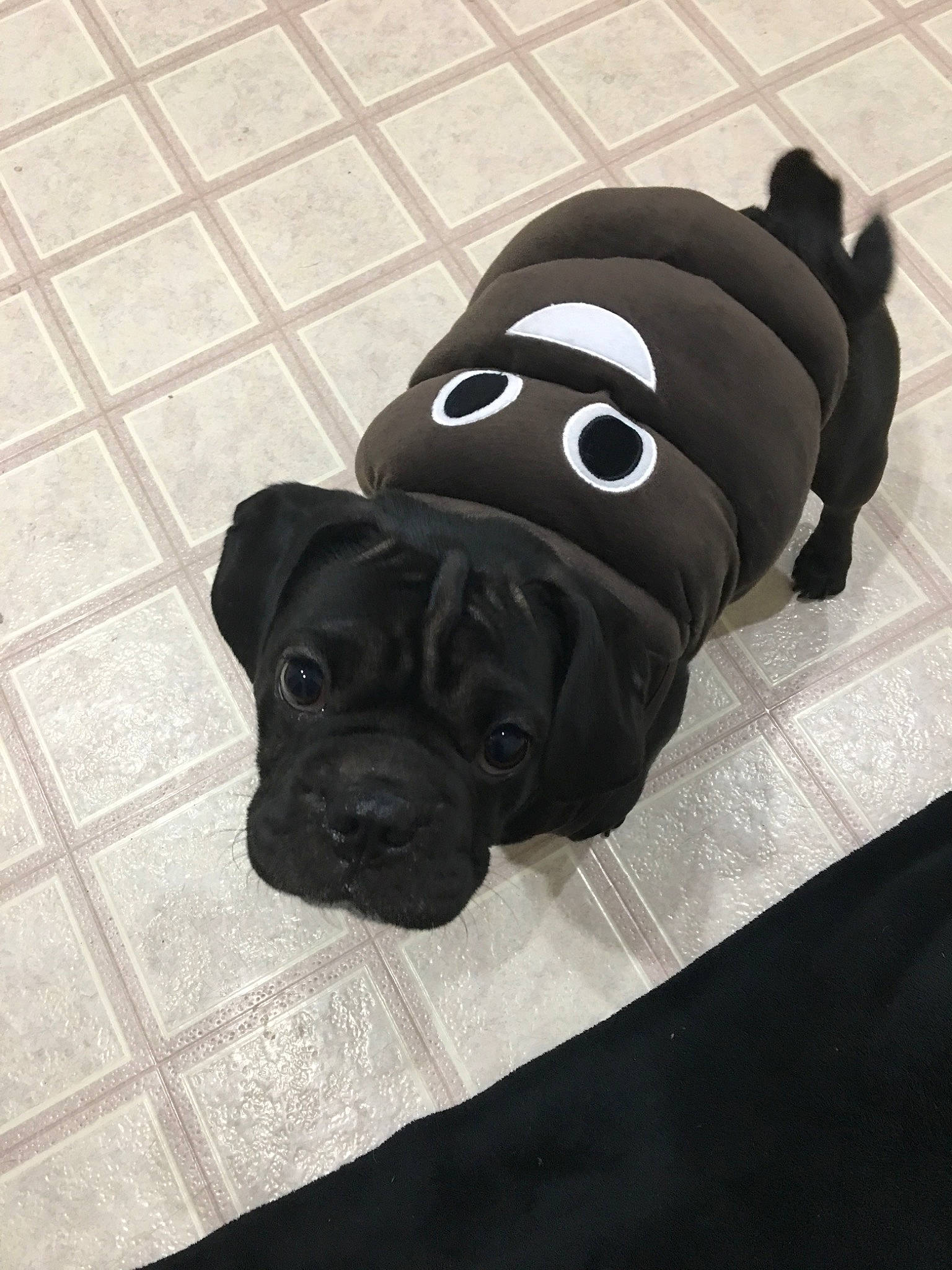 Sadie is registered to the contest to win money with this photo: canidae, carnivore, comfort, companion_dog, dog, dog_breed, dog_clothes, dog_supply, fawn, flooring, fur, pattern, personal_protective_equipment, pet_supply, pug, snout, sporting_group, toy, toy_dog, working_animal