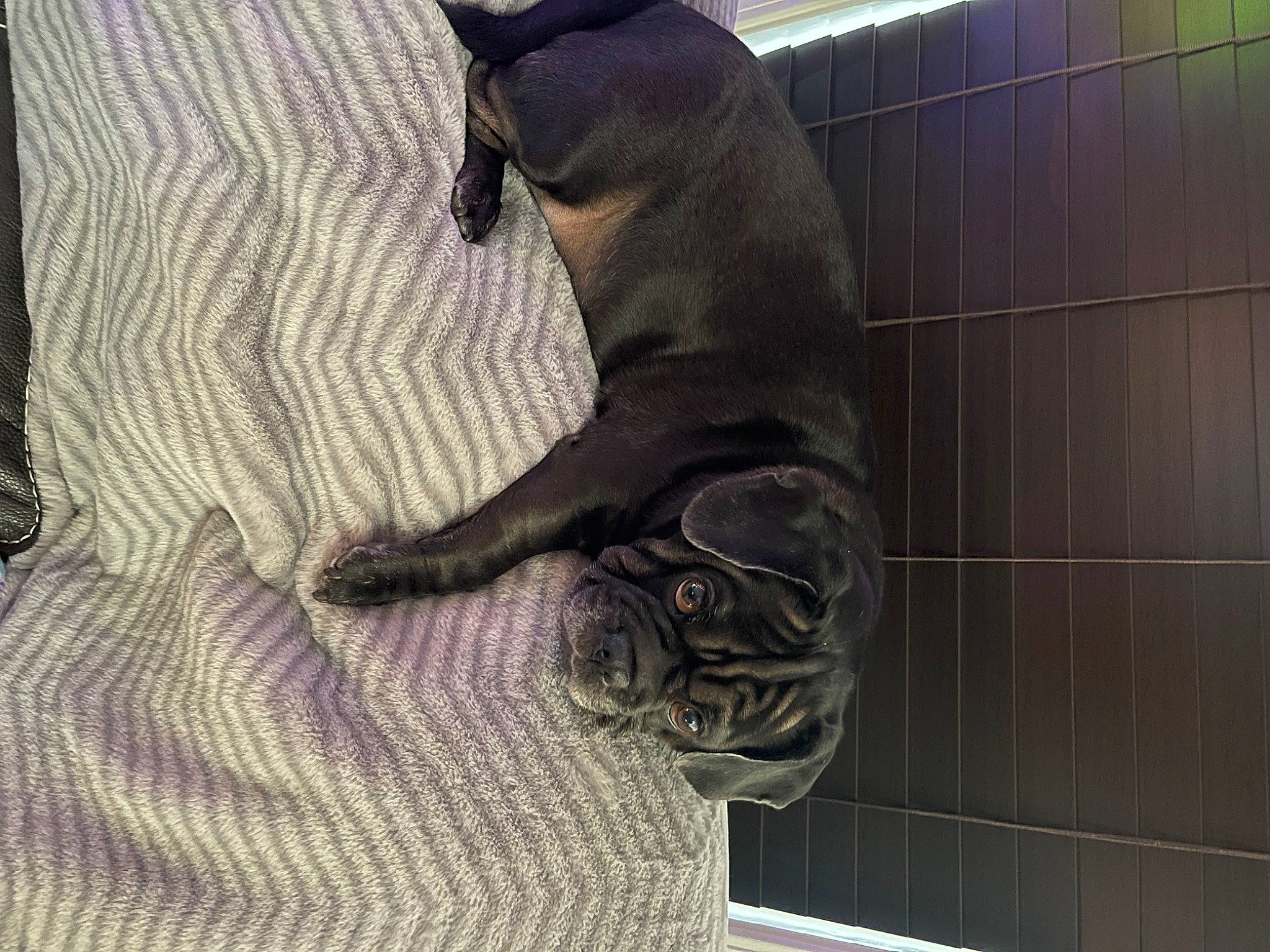 Sadie is registered to the contest to win money with this photo: canidae, carnivore, comfort, companion_dog, dog, dog_breed, fawn, felidae, flooring, fur, grey, guard_dog, small_to_medium_sized_cats, snout, sporting_group, tail, terrestrial_animal, whiskers, wood, working_animal