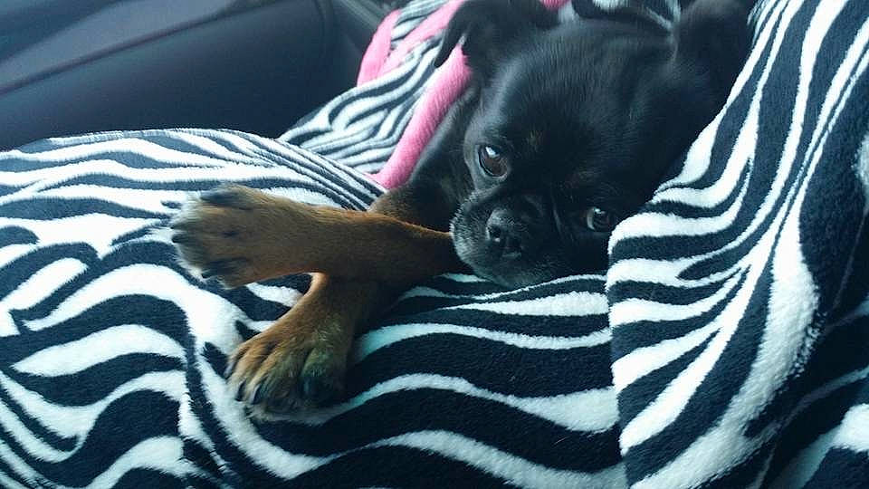 Lucy joined the competition — help win amazing prizes! boston_terrier, canidae, carnivore, comfort, companion_dog, couch, dog, dog_breed, ear, fawn, felidae, fur, guard_dog, linens, pug, snout, sporting_group, toy_dog, whiskers, working_animal