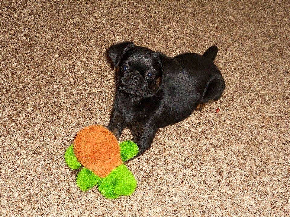 Lucy joined the competition — help win amazing prizes! ball, carnivore, companion_dog, dog, dog_breed, dog_supply, dog_toy, fawn, felidae, flooring, grass, pet_supply, soil, sporting_group, stuffed_toy, tail, tennis_ball, toy, toy_dog, working_animal