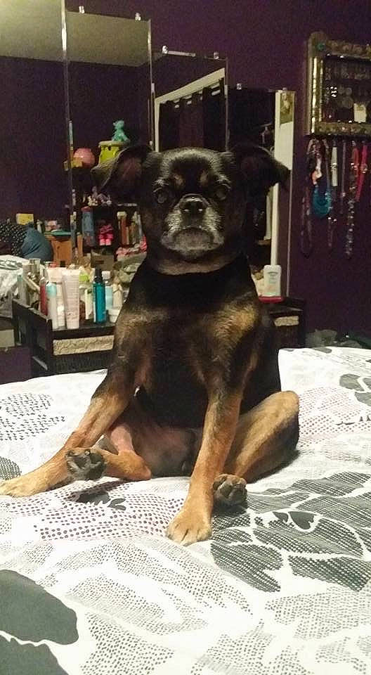 Lucy joined the competition — help win amazing prizes! canidae, carnivore, companion_dog, dog, dog_breed, fawn, flooring, fur, guard_dog, metal, non_sporting_group, paw, shelf, snout, sporting_group, terrestrial_animal, toy_dog, whiskers, working_animal, working_dog