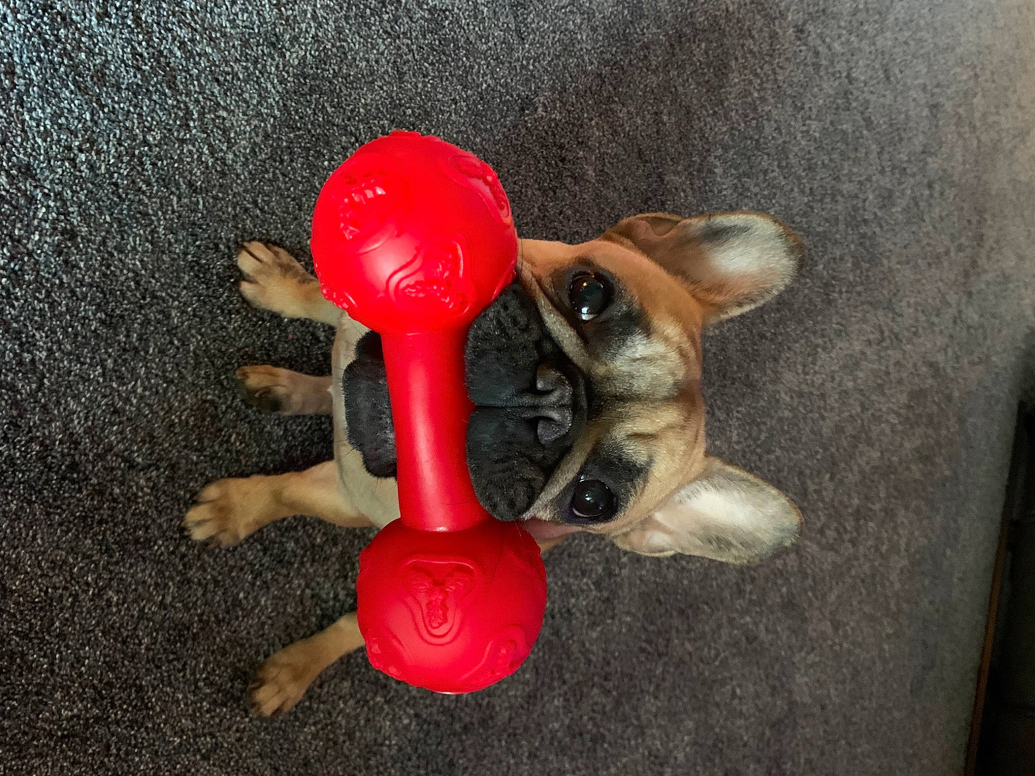 Zuri is registered to the contest to win money with this photo: baby_toys, carmine, coquelicot, dog_toy, fashion_accessory, figurine, hand, magenta, nail, personal_protective_equipment, plastic, sports_toy, toy