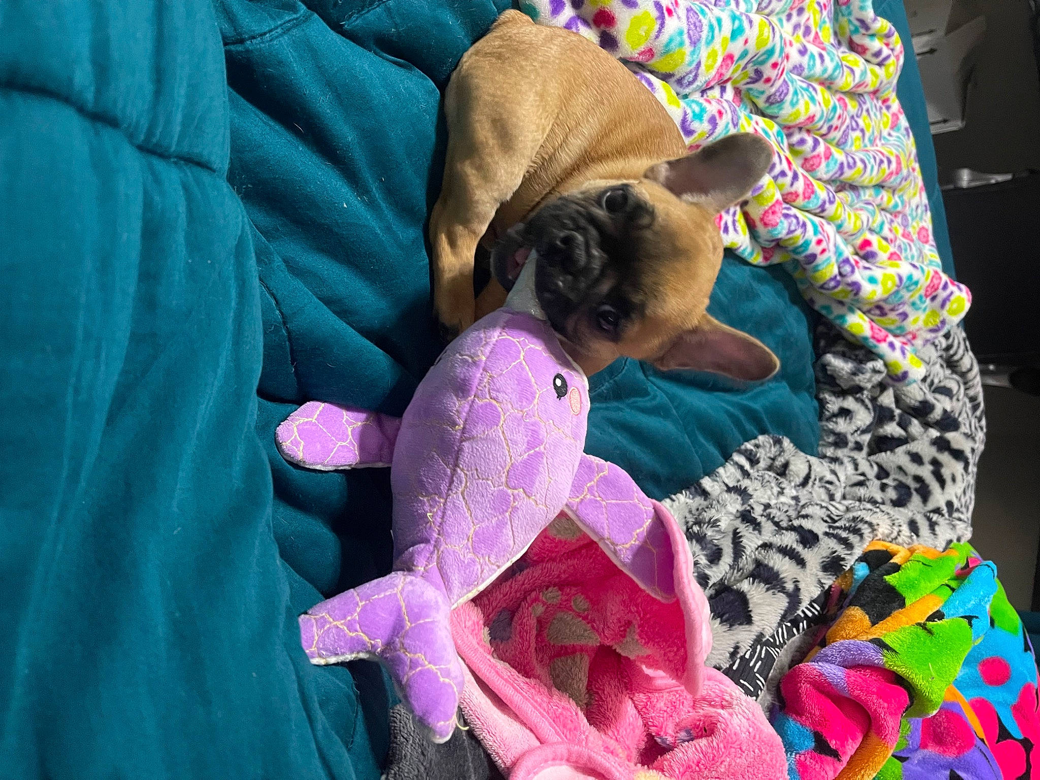 Zuri joined the competition — help win amazing prizes! art, carnivore, comfort, companion_dog, couch, dog, dog_breed, dog_supply, fawn, felidae, linens, magenta, pattern, pillow, pink, purple, sleeve, toy_dog, violet, working_animal