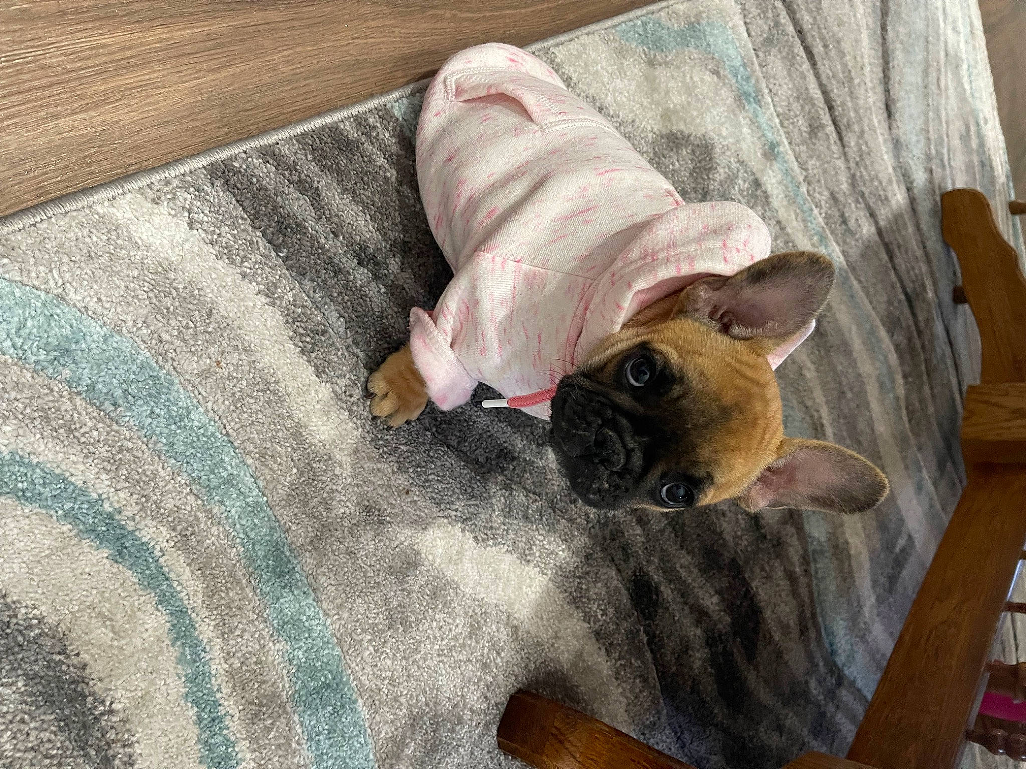 Zuri is registered to the contest to win money with this photo: carnivore, comfort, companion_dog, couch, dog, dog_breed, dog_supply, fawn, flooring, hardwood, linens, pattern, pet_supply, room, snout, sporting_group, tail, toy_dog, wood, working_animal