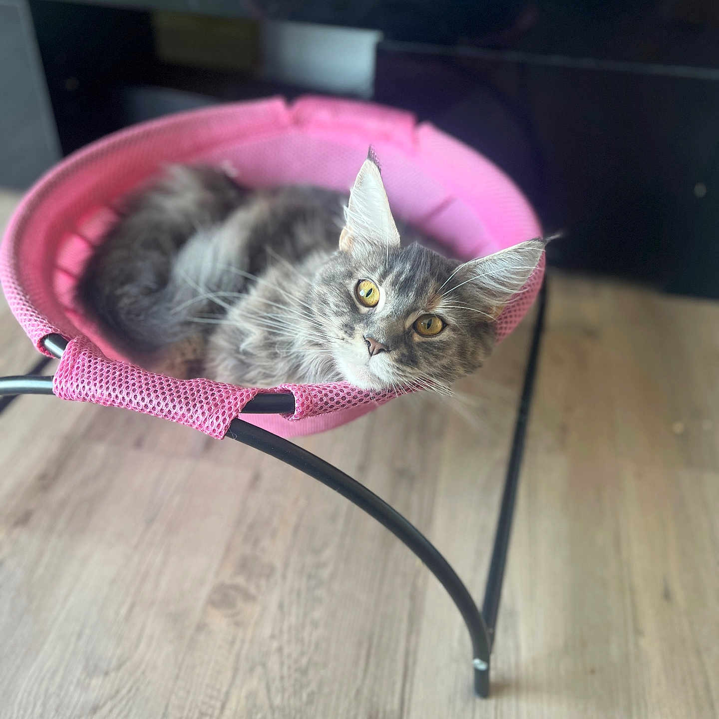 Vénus participe au concours pour gagner de l'argent avec cette photo : animal, cat, closeup, cozy, curious, cute, domestic_cat, focus, furniture, gray_cat, hammock_chair, household, indoor, mesh, pet, pink, relaxed, resting, wooden_floor, yellow_eyes
