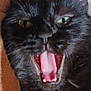 black_cat, cat, close_up, tongue_out, yawning, pet, feline, animal, whiskers, ears, mouth_open, teeth, wood, chair, indoor, fur, green_eyes, cute, portrait, expression