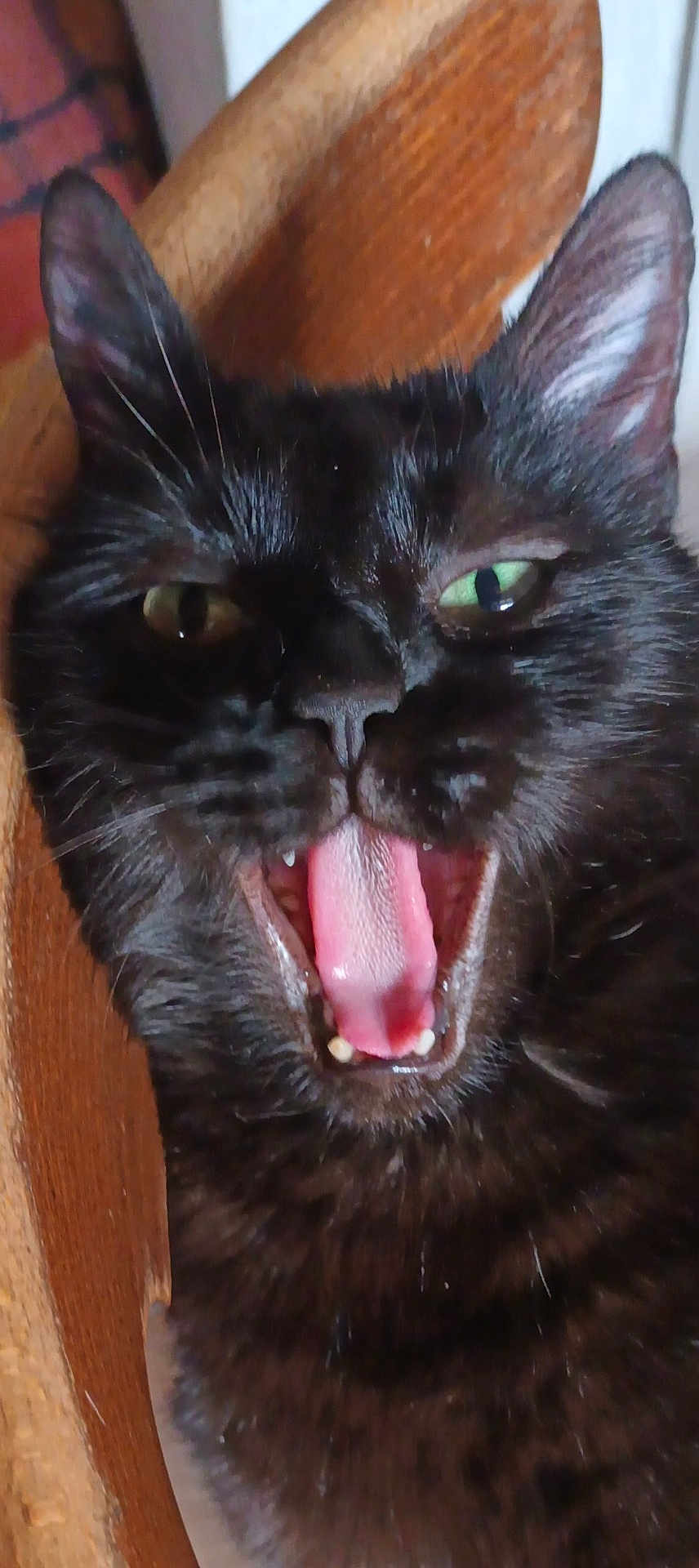 Zorro