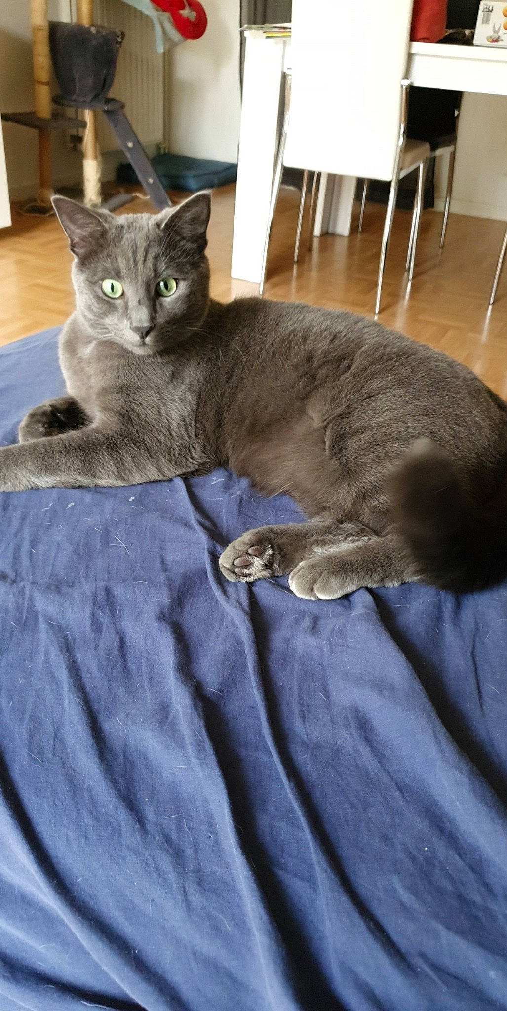Oréo a rejoint le concours — aidez-le/la à gagner de superbes lots ! asian, australian_mist, carnivore, cat, chartreux, domestic_short_haired_cat, european_shorthair, felidae, korat, mammal, nebelung, russian_blue, small_to_medium_sized_cats, vertebrate, whiskers