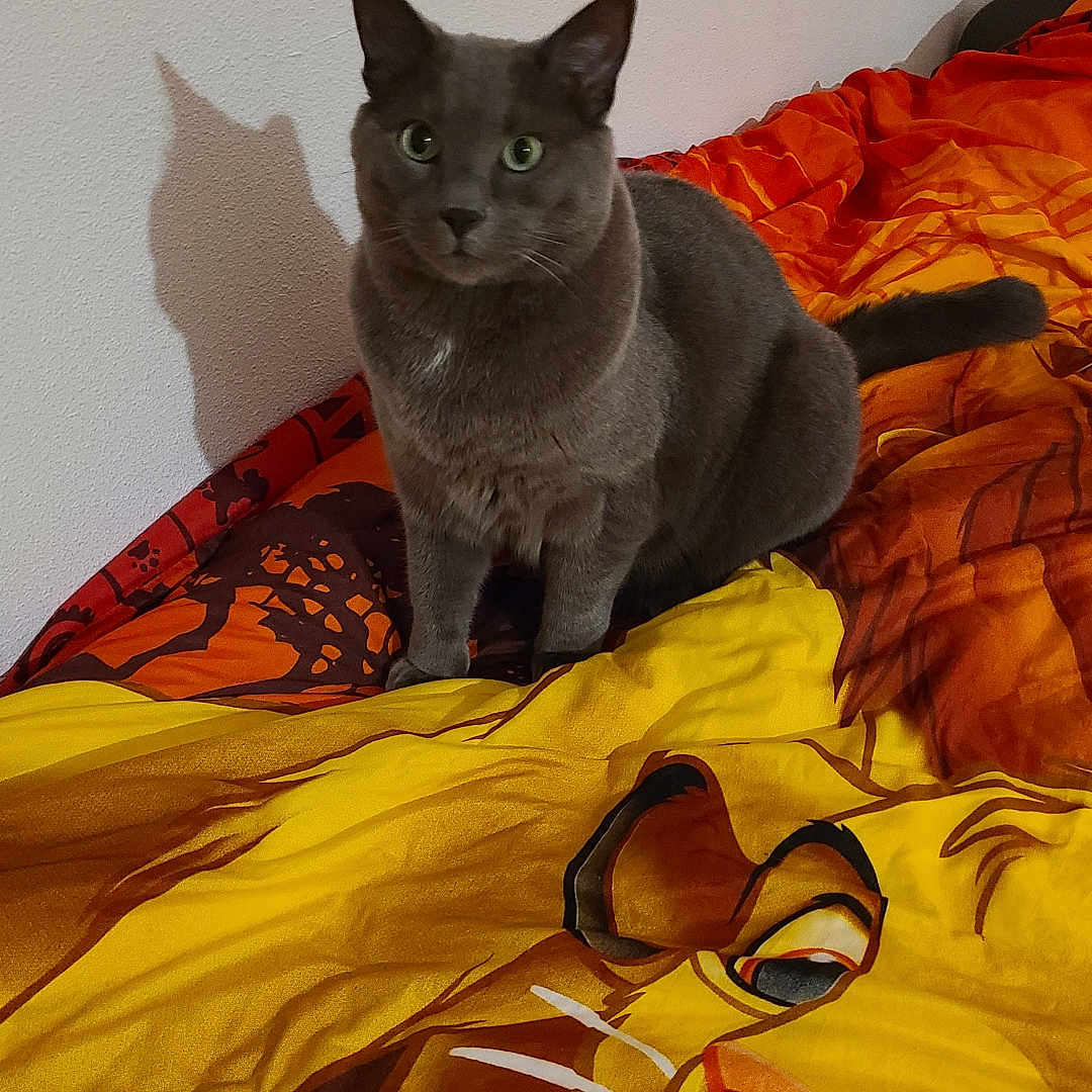 Oréo participe au concours pour gagner de l'argent avec cette photo : abyssinian, accessories, animal, bed, bedroom, blackcat, blanket, cat, cushion, furniture, homedecor, indoors, interiordesign, kitten, linen, manx, person, pet, quilt, room