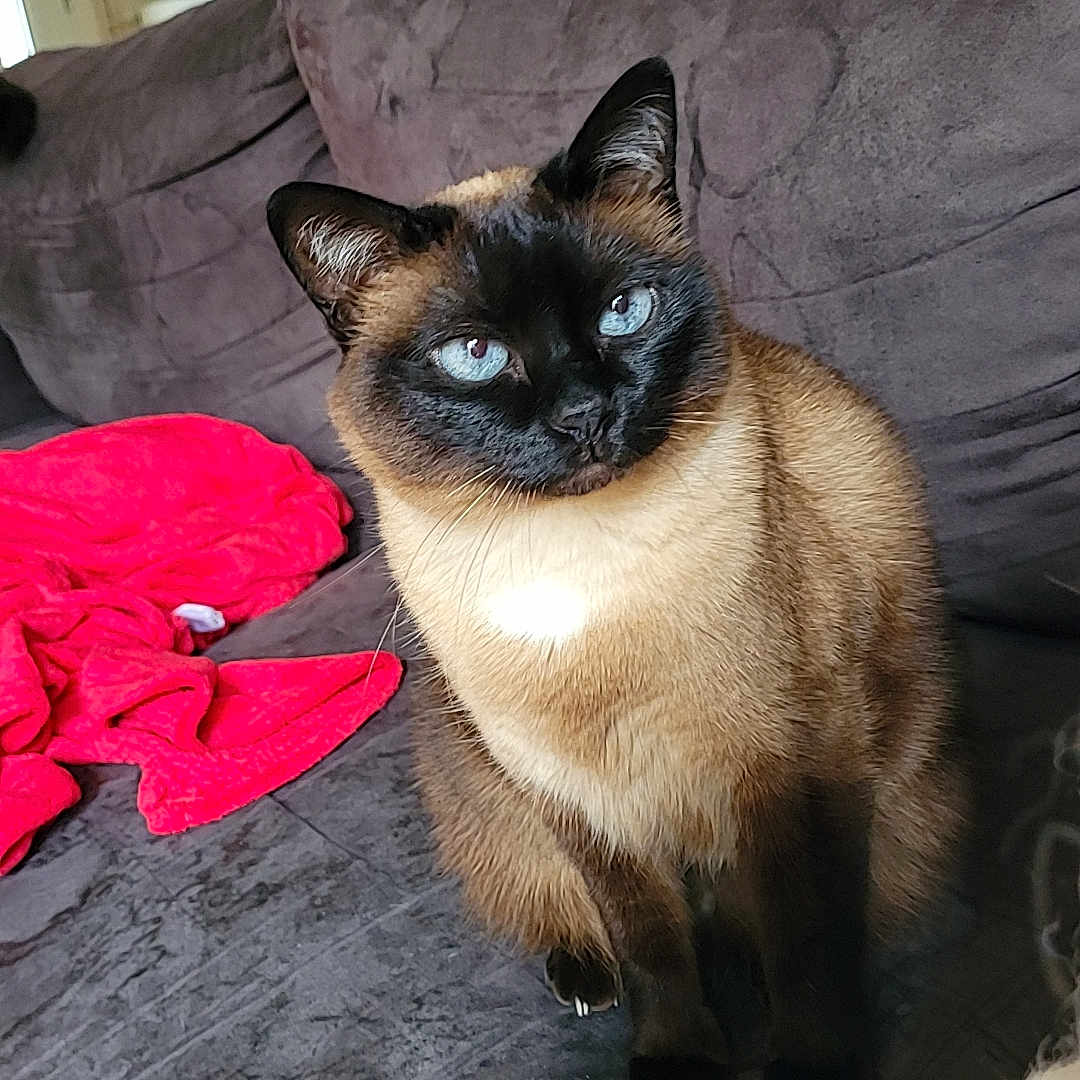 Milka