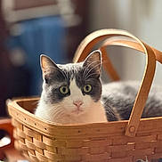 Max joined the competition — help win amazing prizes! animal, basket, cat, closeup, cozy, curious, ears, eyes, feline, gray_cat, home, indoor, pet, portrait, relaxed, soft_light, whiskers, white_cat, wood, woven_basket