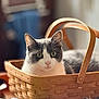 animal, basket, cat, closeup, cozy, curious, ears, eyes, feline, gray_cat, home, indoor, pet, portrait, relaxed, soft_light, whiskers, white_cat, wood, woven_basket