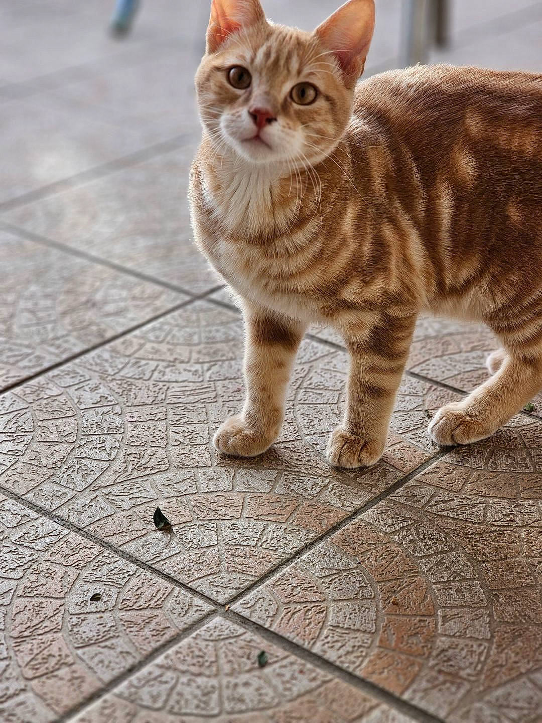 Comète participe au concours pour gagner de l'argent avec cette photo : carnivore, cat, claw, domestic_short_haired_cat, fawn, felidae, flooring, foot, fur, hardwood, paw, road_surface, sitting, small_to_medium_sized_cats, tail, terrestrial_animal, toe, whiskers, wildlife, wood