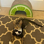 Juno is registered to the contest to win money with this photo: animal, bow_tie, brown, carpet, cat, door, green, indoors, lime, lying_down, patterned_rug, pet, playful, portrait, rug, scratch_post, sitting, tabby, tuxedo, whiskers