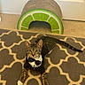 cat, tabby, tuxedo, bow_tie, pet, animal, portrait, indoors, rug, patterned_rug, scratch_post, lime, door, carpet, sitting, lying_down, green, brown, whiskers, playful