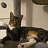 Juno is registered to the contest to win money with this photo: animal, cat, cat_tree, digital_wallpaper, feline, gray_fur, green_eyes, home, indoors, lounging, lying_down, pet, playful, portrait, scratching_post, smartphone_screenshot, staring, striped_fur, tabby_cat, white_paws