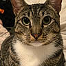 Juno joined the competition — help win amazing prizes! animal, bed, bedroom, cat, close_up, domestic_animal, eye_contact, front_facing, fur, green_eyes, indoors, large_ears, pet, photograph, portrait, sitting, striped_fur, tabby_cat, whiskers, white_chest
