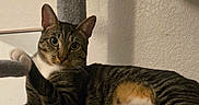 Juno is registered to the contest to win money with this photo: animal, cat, cat_tree, close_up, feline, gray_fur, green_eyes, home_interior, indoors, lounging, pet, playful, plush, portrait, scratching_post, sitting, smartphone_screen, striped_fur, tabby_cat, white_paws