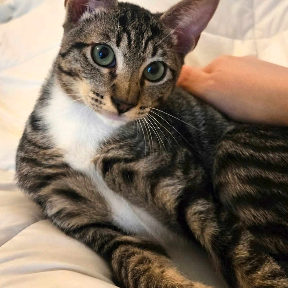 Juno