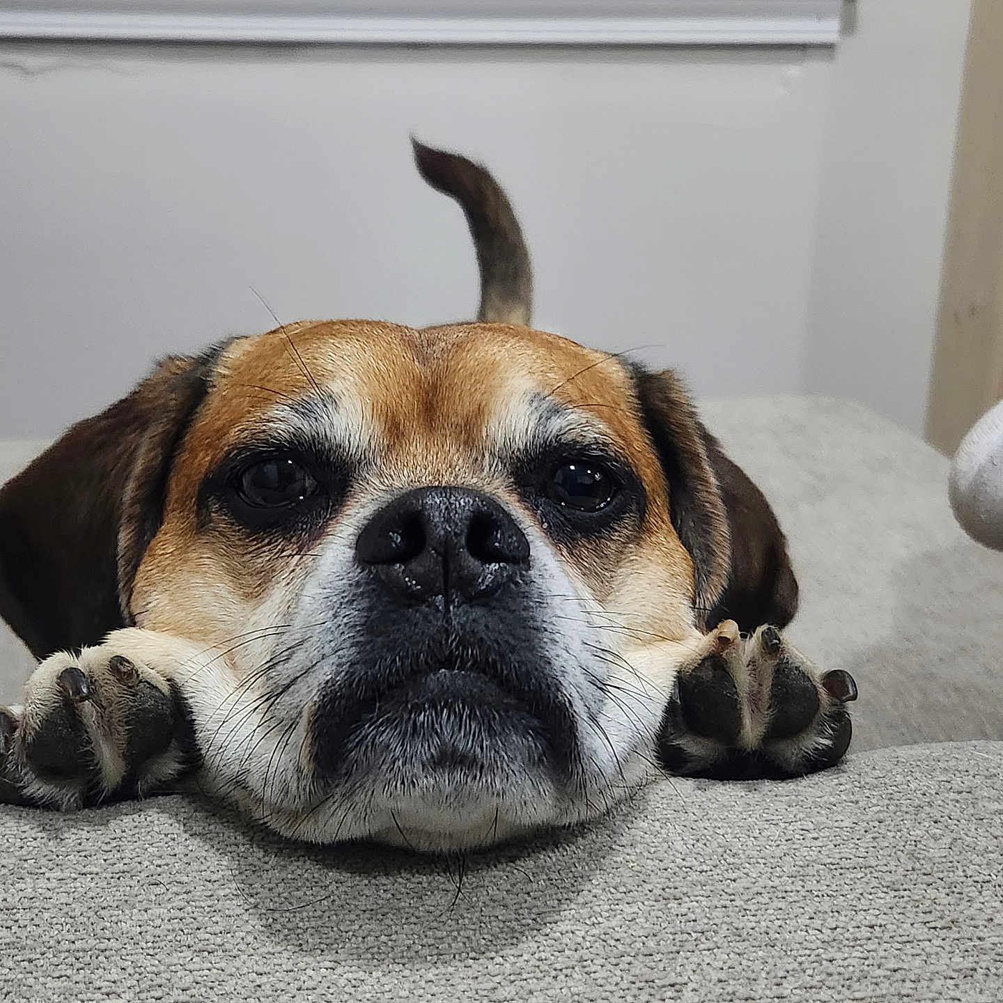 Cooper joined the competition — help win amazing prizes! animal, black_nose, brown, canine, close_up, cute, dog, ears, expression, face, fur, indoor, looking_at_camera, paws, pet, portrait, resting, sofa, tail, texture