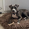 dog, indoor, pet, brown_rug, bone_toy, gray_dog, white_chest, tile_floor, radiator, relaxed, laying_down, collar, canine, fur, domestic_animal, companion, animal, flooring, cozy, resting