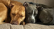 Akira participe au concours pour gagner de l'argent avec cette photo : animal, brown_dog, close_up, companion, couch, cozy, cute, dog, domestic_animal, friendship, fur, gray_dog, indoor, nap, pet, relaxation, rest, sleeping, snuggle, two_dogs