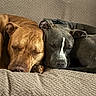 animal, brown_dog, close_up, companion, couch, cozy, cute, dog, domestic_animal, friendship, fur, gray_dog, indoor, nap, pet, relaxation, rest, sleeping, snuggle, two_dogs