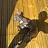 dog, wooden_deck, sunlight, shadow, slipper, paw, playful, outdoor, pet, relaxing, curious, human_foot, collar, brown_dog, sunny, daylight, wood, texture, animal, companion