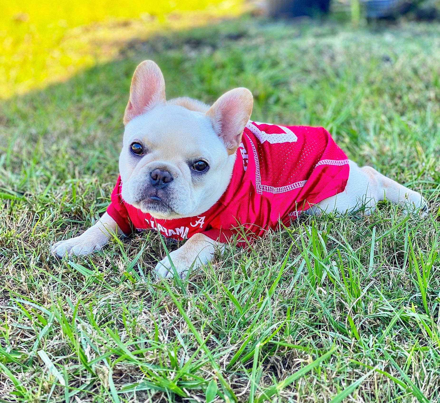 Banks is registered to the contest to win money with this photo: adventure, canidae, carnivore, companion_dog, dog, dog_breed, dog_clothes, dog_supply, fawn, grass, grassland, groundcover, non_sporting_group, puppy, sporting_group, terrestrial_animal, terrier, toy_dog