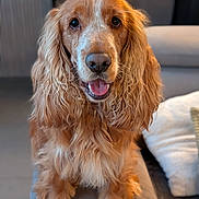 Véronique Bavier a rejoint le concours — aidez-le/la à gagner de superbes lots ! dog, golden_brown, long_fur, wavy_fur, pet, indoors, couch, tongue_out, happy, close_up, animal, companion, home, furniture, cute, friendly, portrait, domestic, canine, fur