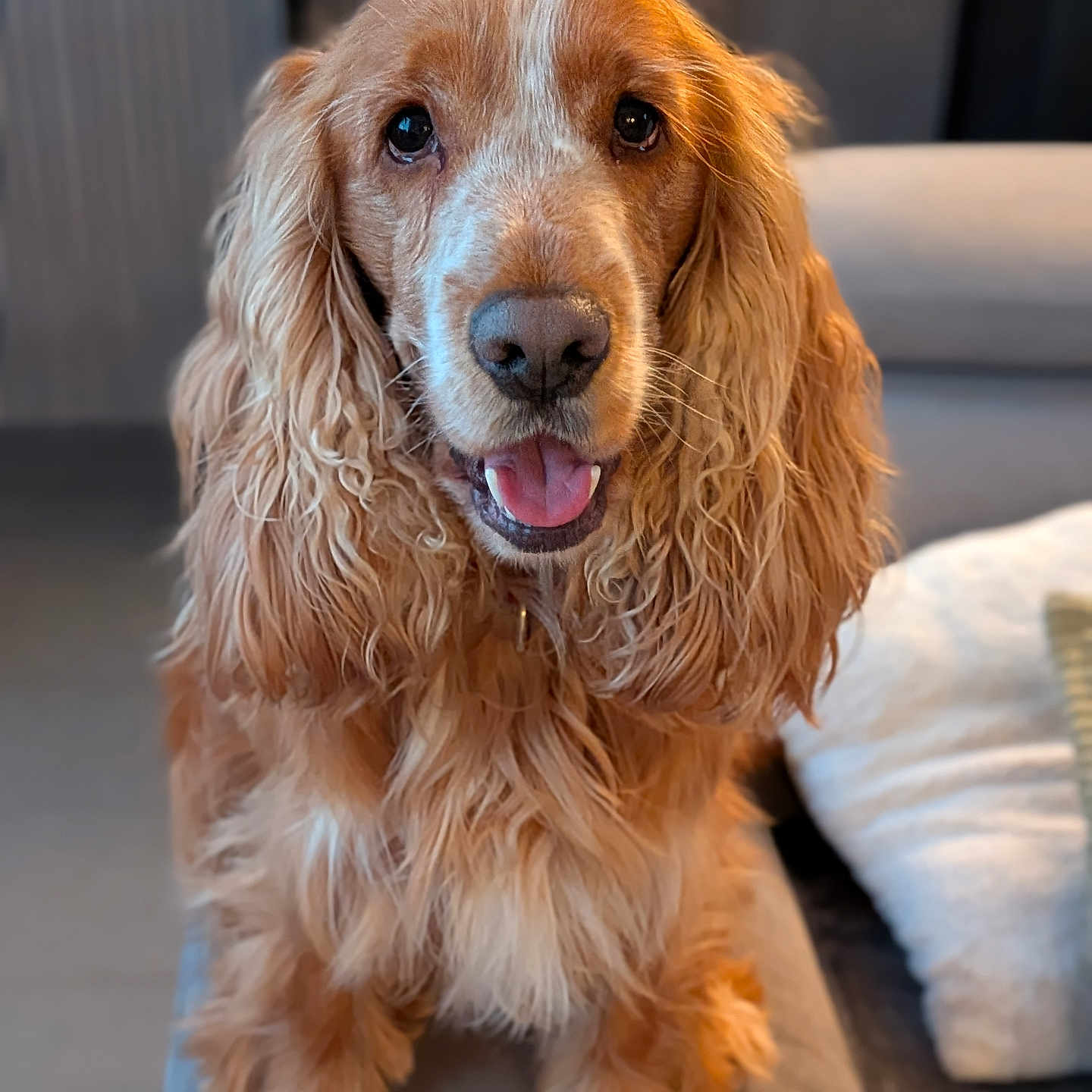 Véronique Bavier a rejoint le concours — aidez-le/la à gagner de superbes lots ! animal, canine, close_up, companion, couch, cute, dog, domestic, friendly, fur, furniture, golden_brown, happy, home, indoors, long_fur, pet, portrait, tongue_out, wavy_fur