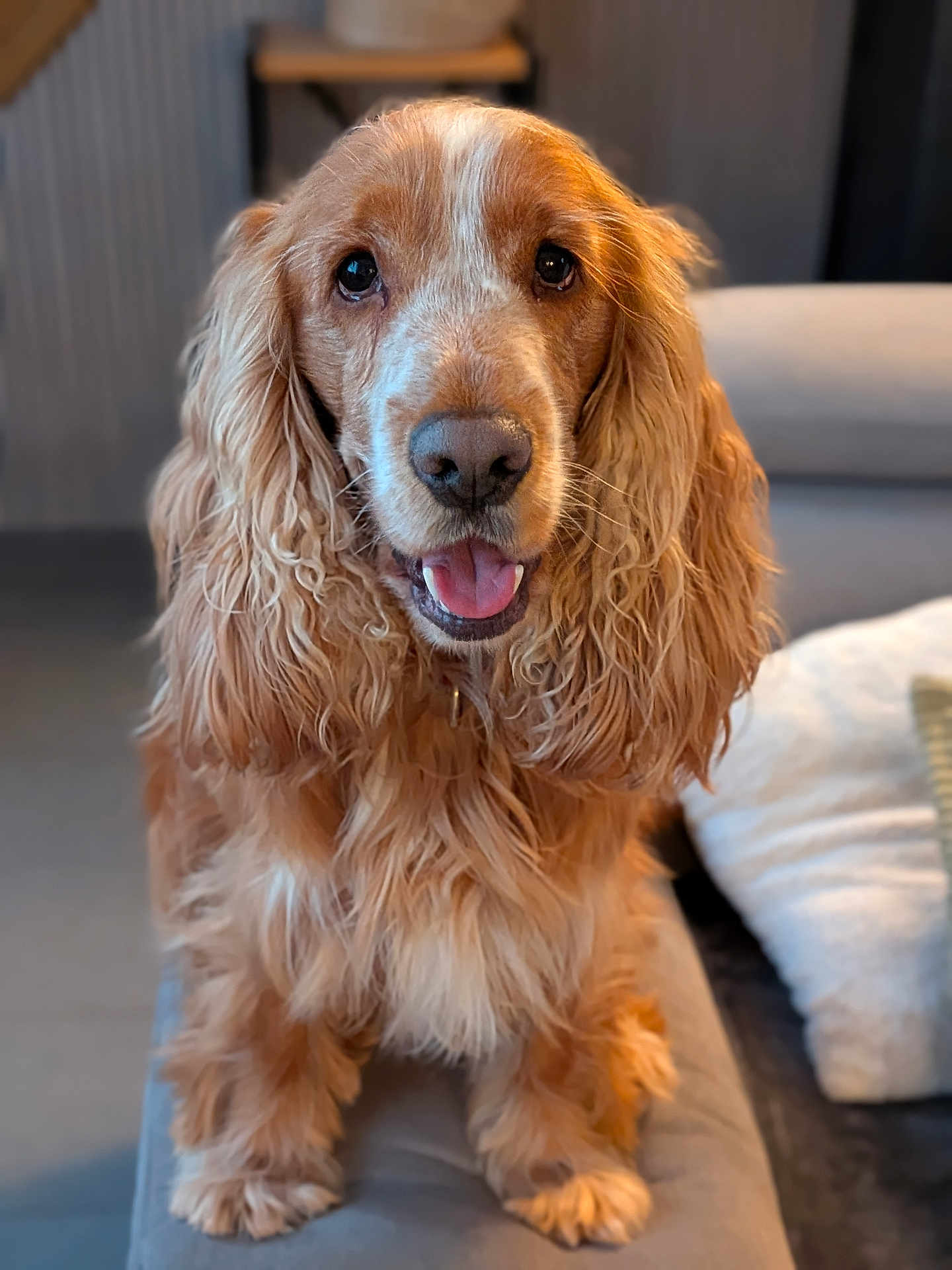 Véronique Bavier a rejoint le concours — aidez-le/la à gagner de superbes lots ! dog, golden_brown, long_fur, wavy_fur, pet, indoors, couch, tongue_out, happy, close_up, animal, companion, home, furniture, cute, friendly, portrait, domestic, canine, fur