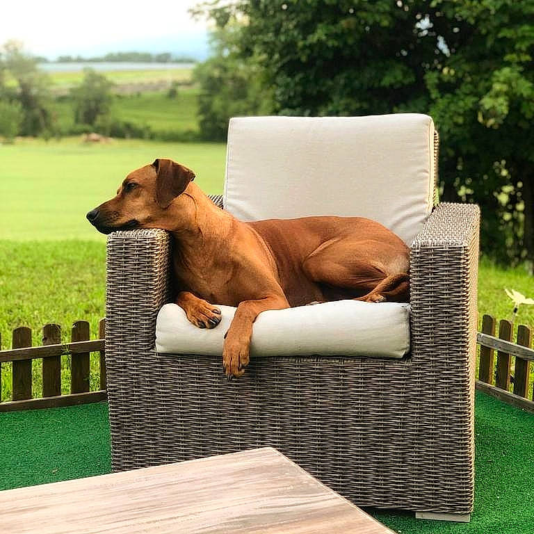 Chili a rejoint le concours — aidez-le/la à gagner de superbes lots ! armrest, carnivore, chair, comfort, companion_dog, dog, dog_breed, fawn, fence, furniture, grass, leisure, liver, outdoor_furniture, outdoor_sofa, plant, rectangle, tree, wood, working_animal