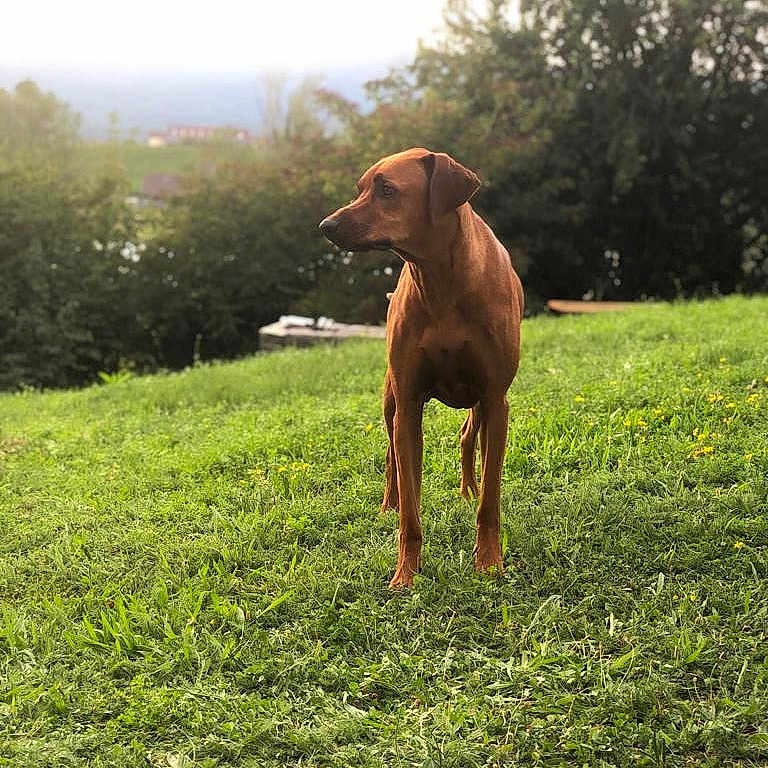 Chili
