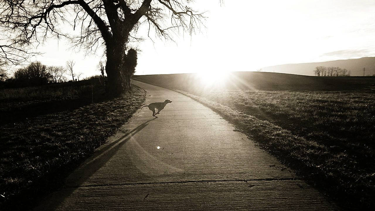 Chili participe au concours pour gagner de l'argent avec cette photo : asphalt, atmosphere, black_and_white, cloud, grass, landscape, monochrome, monochrome_photography, natural_landscape, plant, road, road_surface, rural_area, sky, style, sunlight, thoroughfare, tints_and_shades, tree, wood