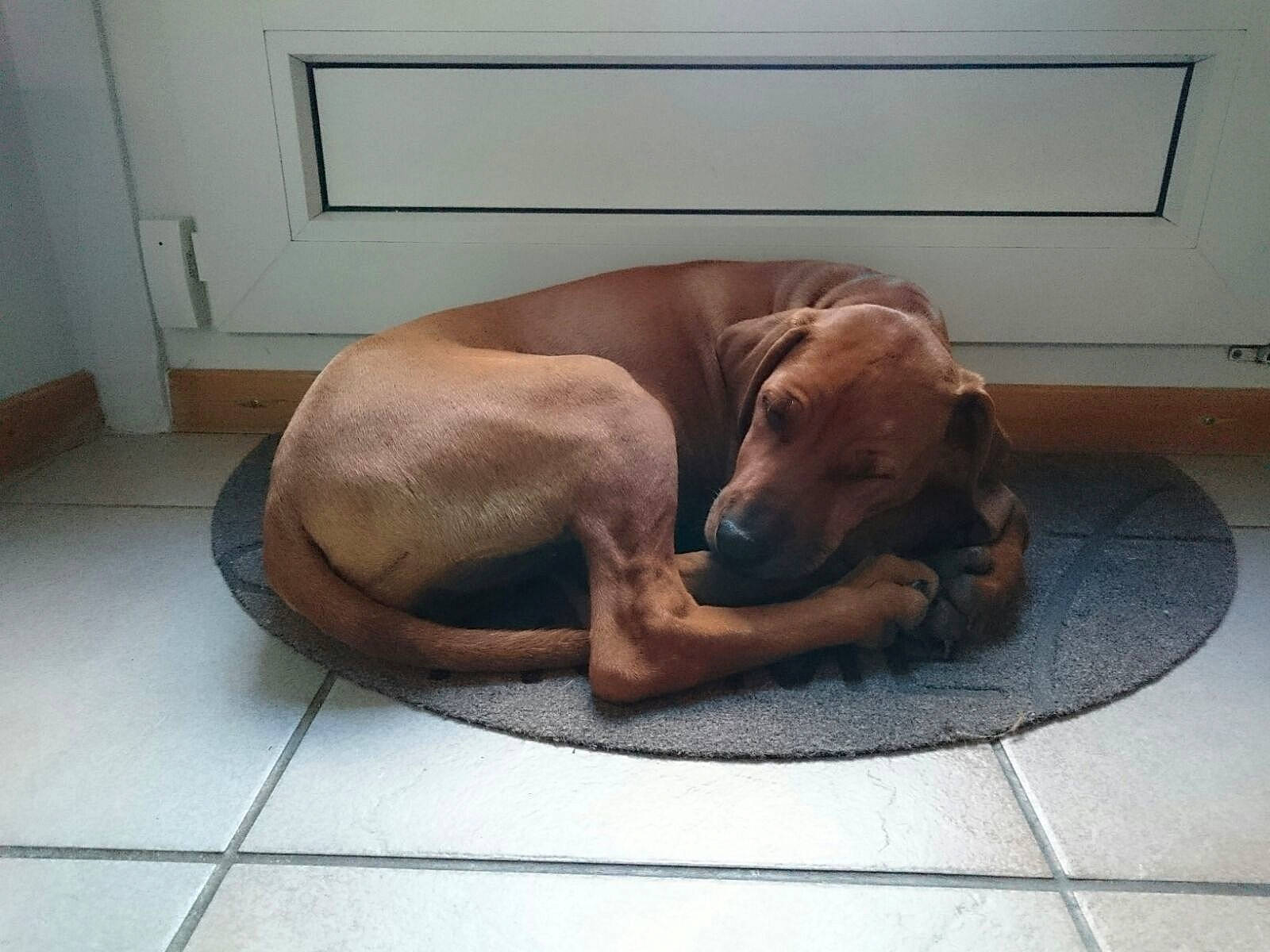 Chili participe au concours pour gagner de l'argent avec cette photo : canidae, carnivore, comfort, companion_dog, dog, dog_bed, dog_breed, dog_supply, fawn, floor, flooring, hardwood, liver, pet_supply, pointing_breed, snout, sporting_group, tail, wood, working_animal