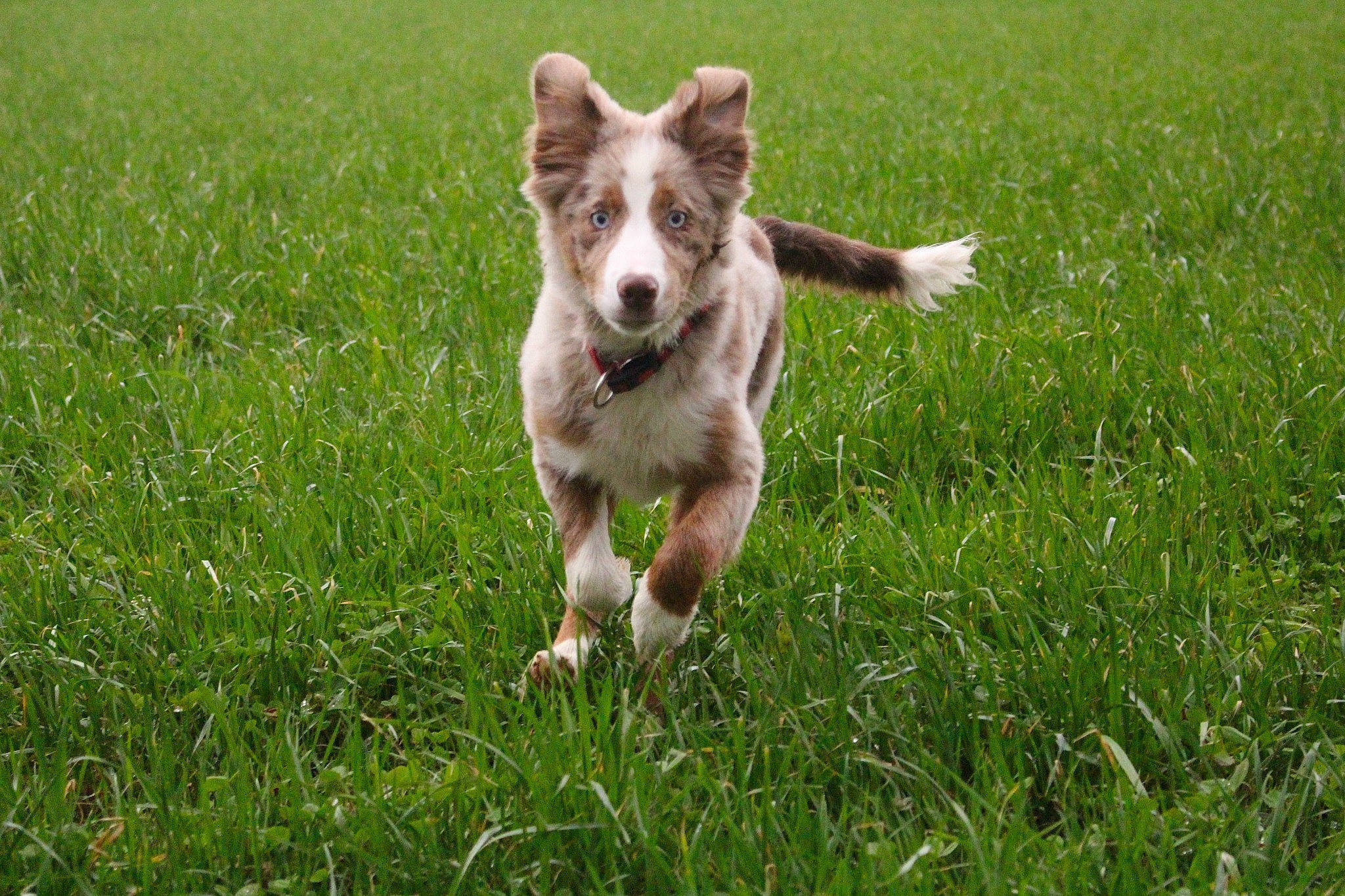 Fidji a rejoint le concours — aidez-le/la à gagner de superbes lots ! canidae, carnivore, companion_dog, dog, dog_breed, grass, grassland, groundcover, herbaceous_plant, hunting_dog, liver, meadow, pasture, plant, sporting_group, tail, terrestrial_animal, working_animal, working_dog